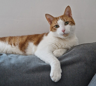 ginger and white cat